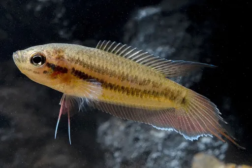 Brown spiketail paradisefish (Pseudosphromenus dayi)
