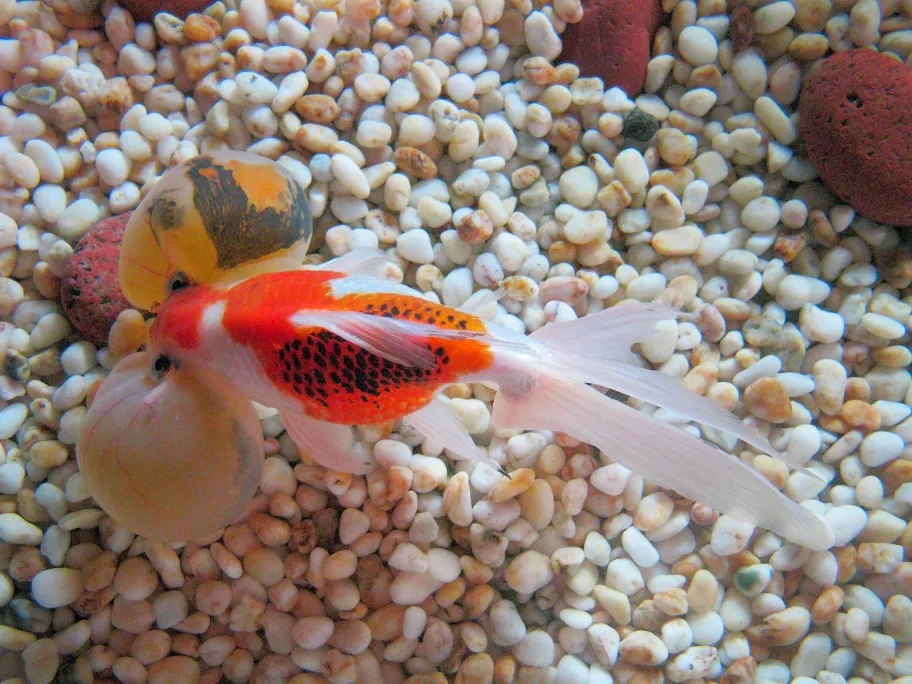 Bubble Eye (Carassius auratus)