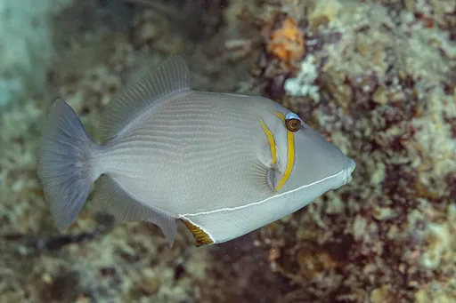Bursa Triggerfish (Sufflamen bursa)