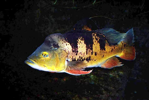 Butterfly peacock bass (Cichla ocellaris)