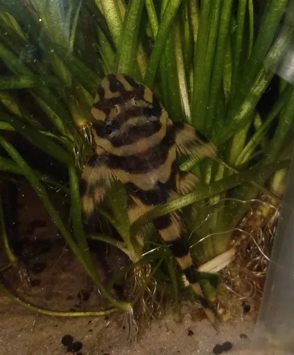 Butterfly Pleco (L168) (Dekeyseria brachyura)