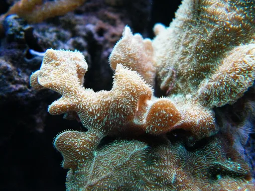 Cactus Coral (Pavona cactus)