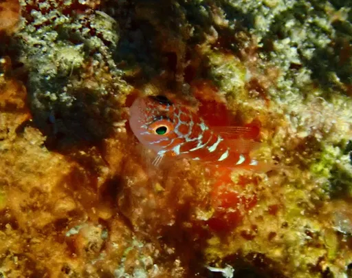 Caesiura Pygmygoby (Trimma caesiura)