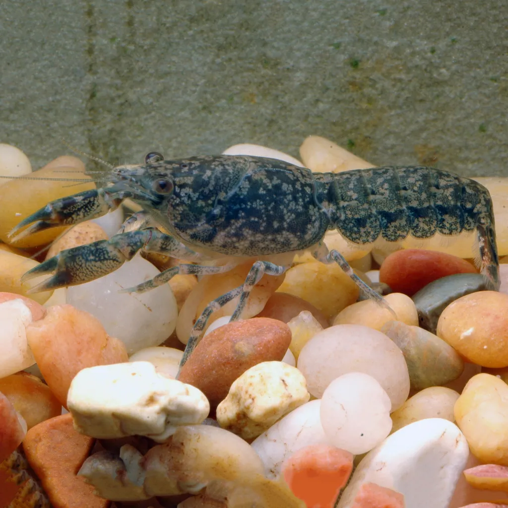 Cajun dwarf crayfish (Cambarellus shufeldtii)