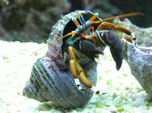 Scarlet Zebra Hermit Crab (Calcinus laevimanus)