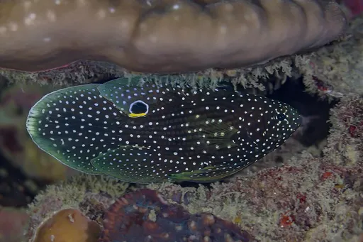 Marine Betta (Calloplesiops altivelis)