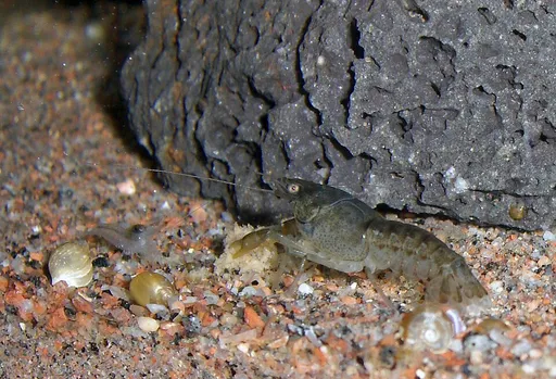 Orange dwarf crayfish (Cambarellus patzcuarensis)