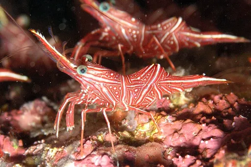 Camel / Dancing Shrimp (Rhynchocinetes durbanensis)