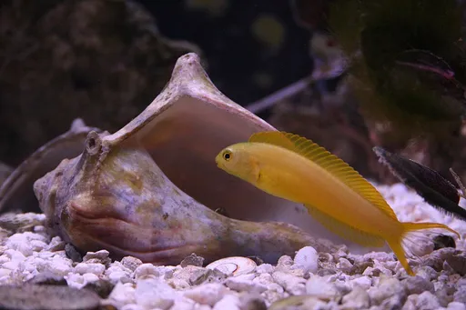 Canary Fang Blenny (Meiacanthus oualanensis)