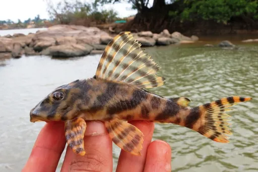 Candy Striped Pleco (L015) (Peckoltia vittata)