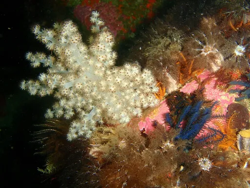 Kenya Tree Coral (Capnella)