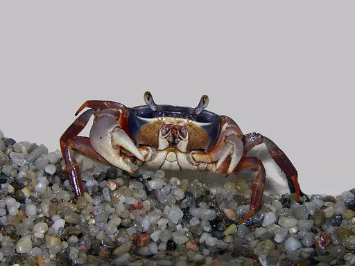 Rainbow land crab (Cardisoma armatum)
