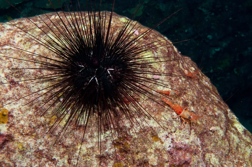 Caribbean long-spined urchin (Diadema antillarum)
