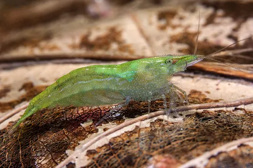 Green babaulti shrimp (Caridina babaulti)