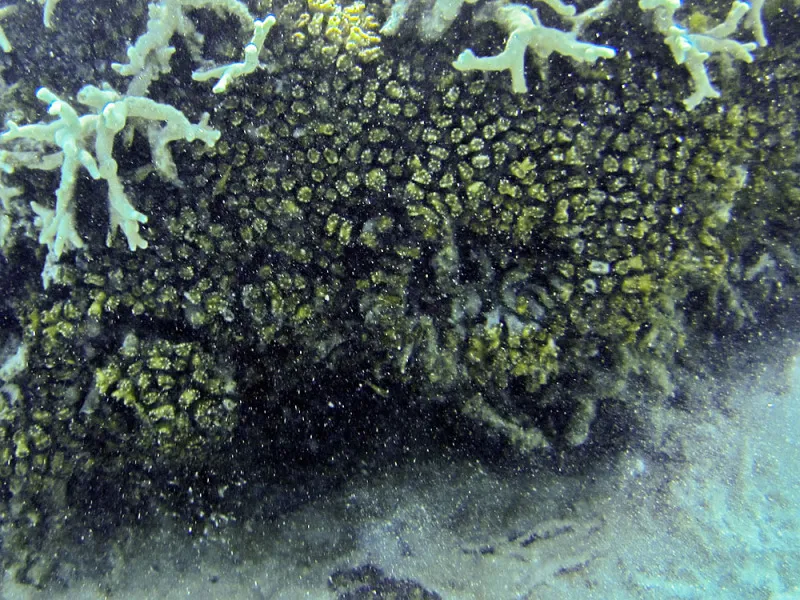 Candy Cane Coral (Caulastraea furcata)