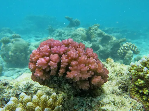 Cauliflower Coral (Pocillopora damicornis)