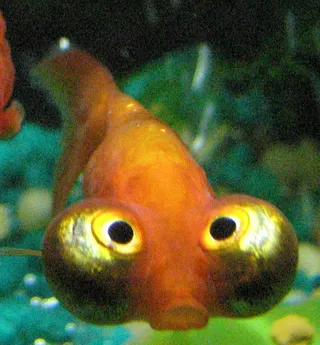 Celestial Eye (Carassius auratus)