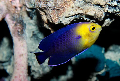 Cherub Angelfish (Centropyge argi)