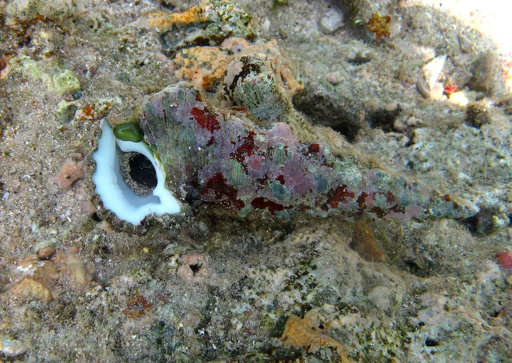 Cerith Snail (Cerithium sp.)