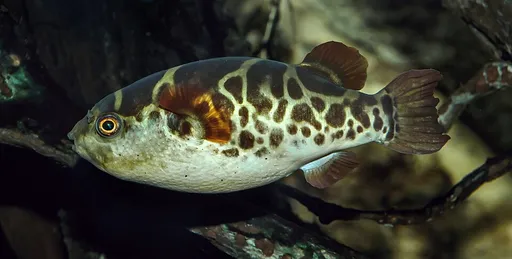 Ceylon puffer (Dichotomyctere fluviatilis)