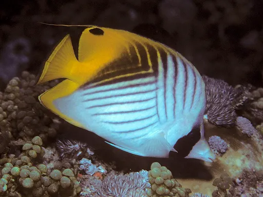 Threadfin Butterflyfish (Chaetodon auriga)