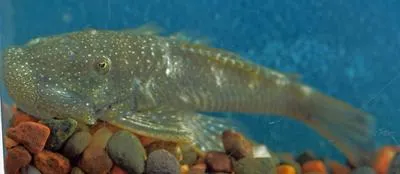 Bulldog pleco (Chaetostoma formosae)