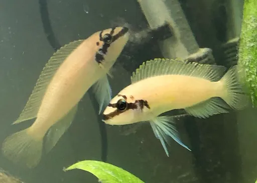 Brichard's chalinochromis (Chalinochromis brichardi)