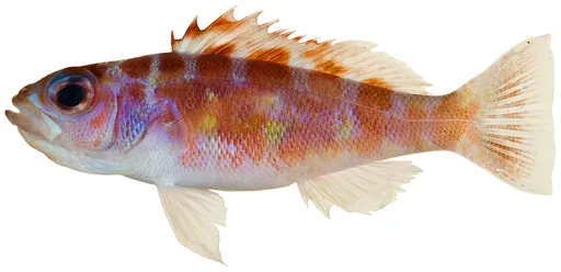 Chalk Bass (Serranus tortugarum)
