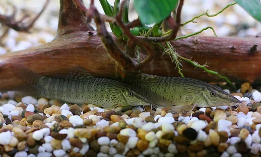 Chameleon loach (Syncrossus beauforti)