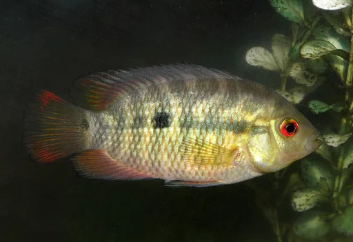 Chanchito (Australoheros facetus)