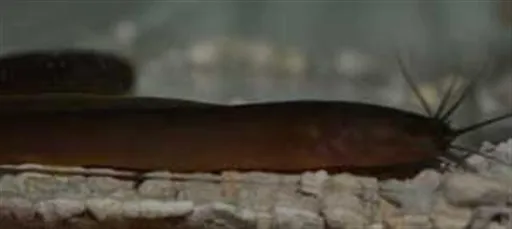 African eel catfish (Channallabes apus)