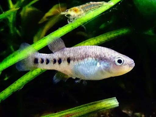 Rainbow goodeid (Characodon lateralis)