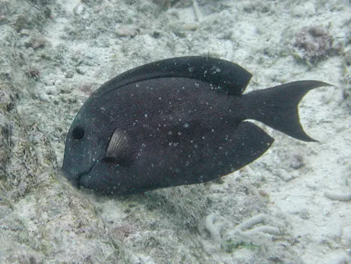 Chevron Tang (Ctenochaetus hawaiiensis)