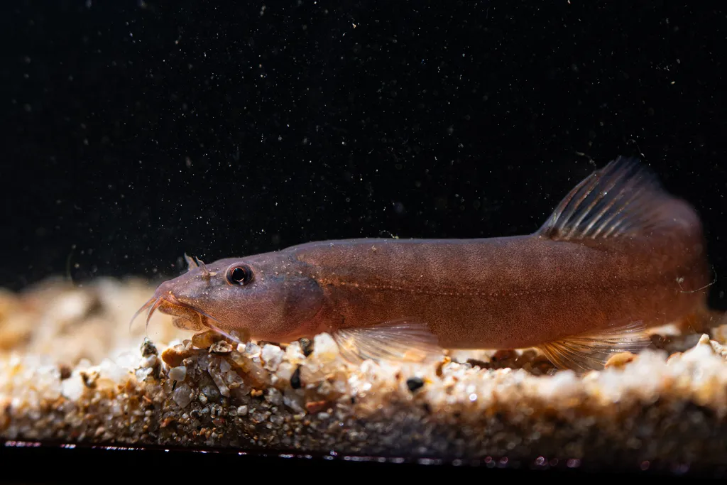 Chinese banded loach (Schistura fasciolata)