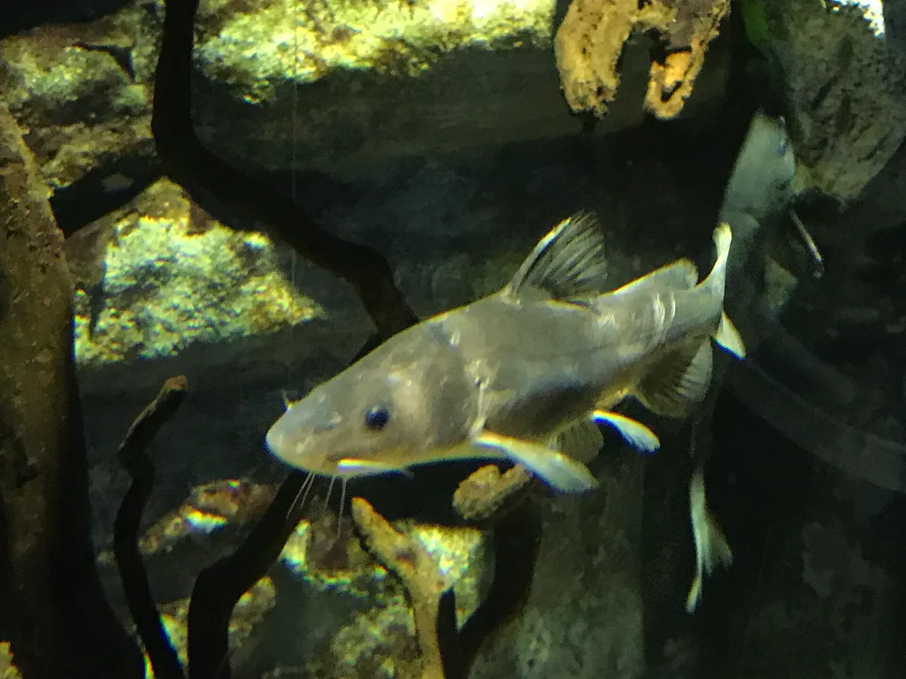 Chinese longsnout catfish (Leiocassis longirostris)