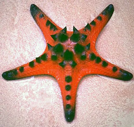 Chocolate Chip Star (Protoreaster nodosus)