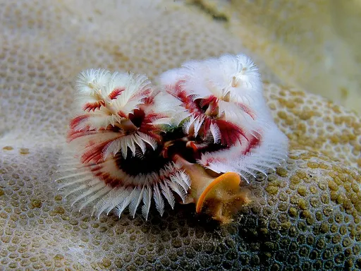 Christmas Tree Worm (Spirobranchus giganteus)
