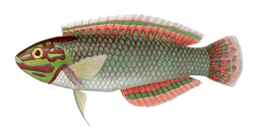 Christmas Wrasse (Halichoeres ornatissimus)
