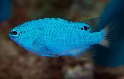 Blue Damsel (Chrysiptera cyanea)