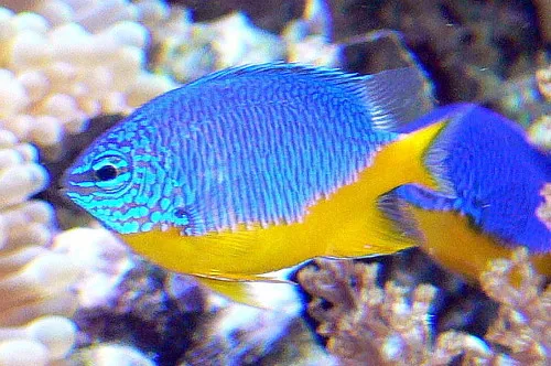 Azure Damsel (Chrysiptera hemicyanea)
