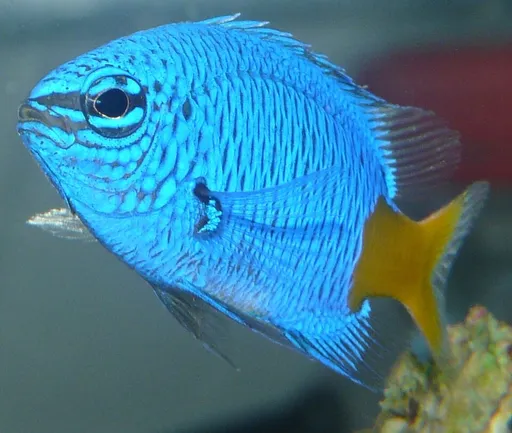 Yellowtail Damsel (Chrysiptera parasema)
