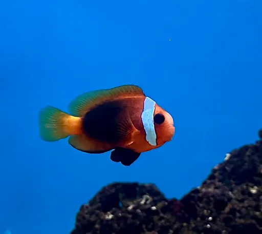 Cinnamon Clownfish (Amphiprion melanopus)