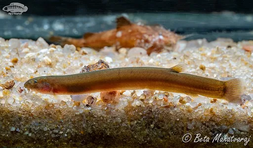 Cinnamon loach (Pangio pangia)