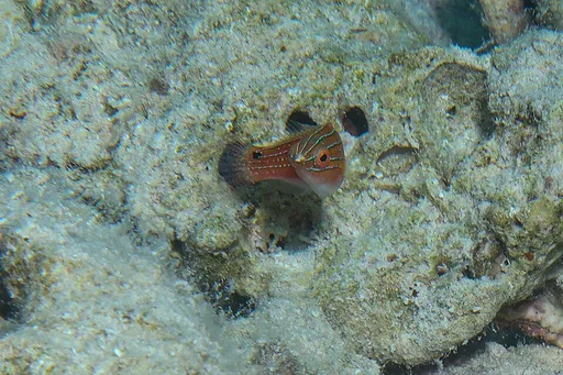 Social fairy wrasse (Cirrhilabrus rubriventralis)