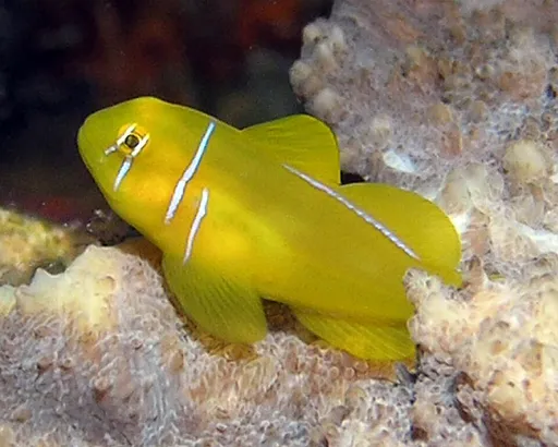 Citron Clown Goby (Gobiodon citrinus)
