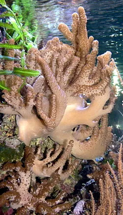 Colt Coral (Cladiella)