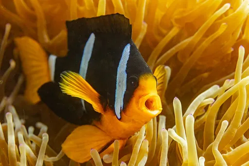 Clark's Clownfish (Amphiprion clarkii)