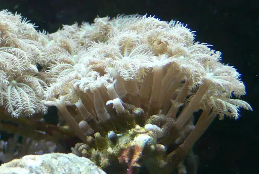 Clove Polyps (Clavularia)