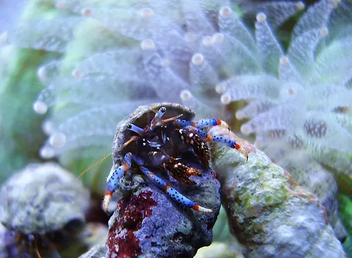 Blue-Leg Hermit Crab (Clibanarius tricolor)