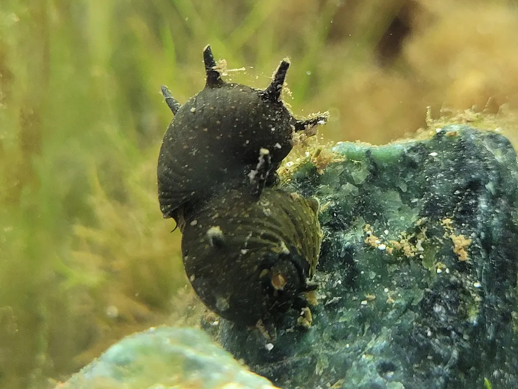 Horned nerite (Clithon corona)